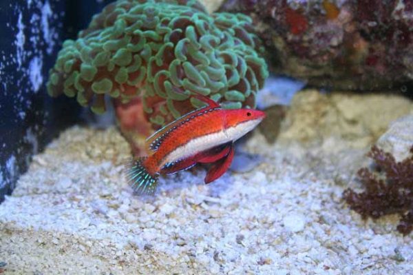 راس فرشته باله بلند