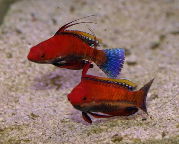 راس فرشته باله بلند