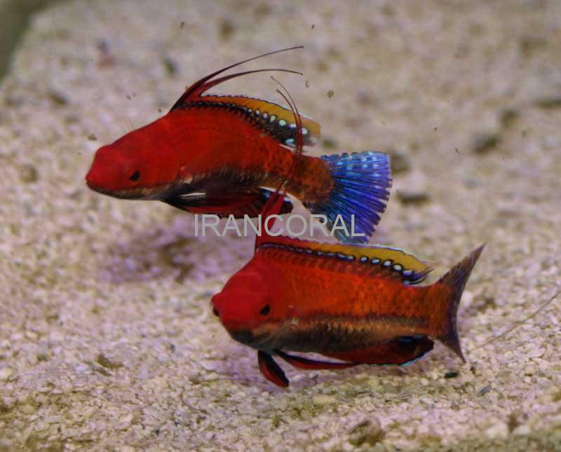 راس فرشته باله بلند