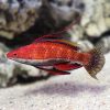 راس فرشته باله بلند Longfin Fairy Wrasse