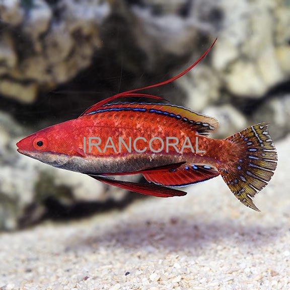 راس فرشته باله بلند Longfin Fairy Wrasse