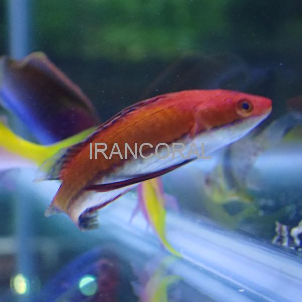 راس فرشته باله بلند Longfin Fairy Wrasse
