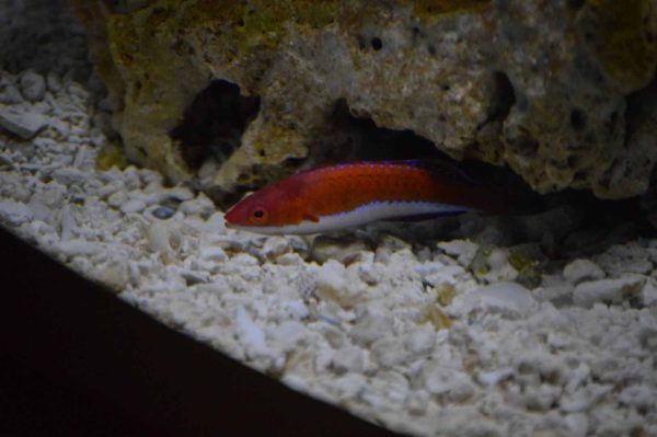 راس فرشته باله بلند Longfin Fairy Wrasse