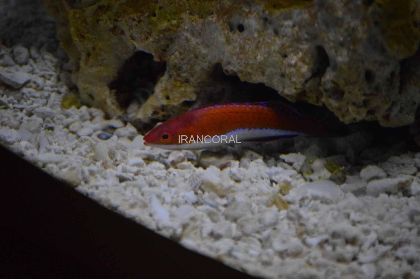 راس فرشته باله بلند Longfin Fairy Wrasse