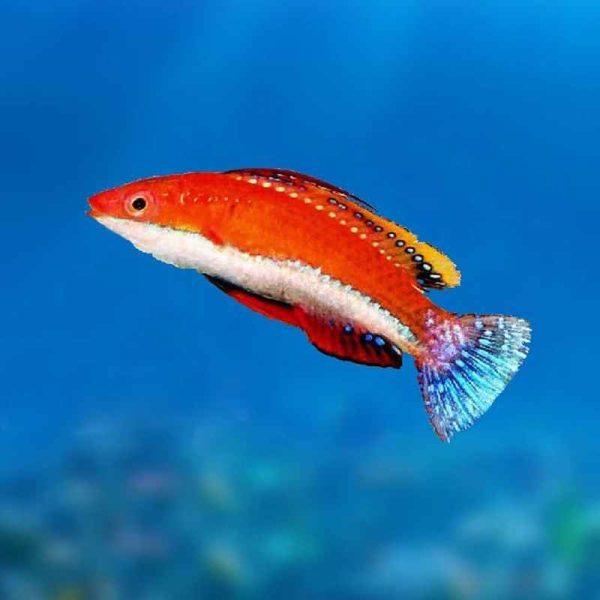راس فرشته باله بلند Longfin Fairy Wrasse