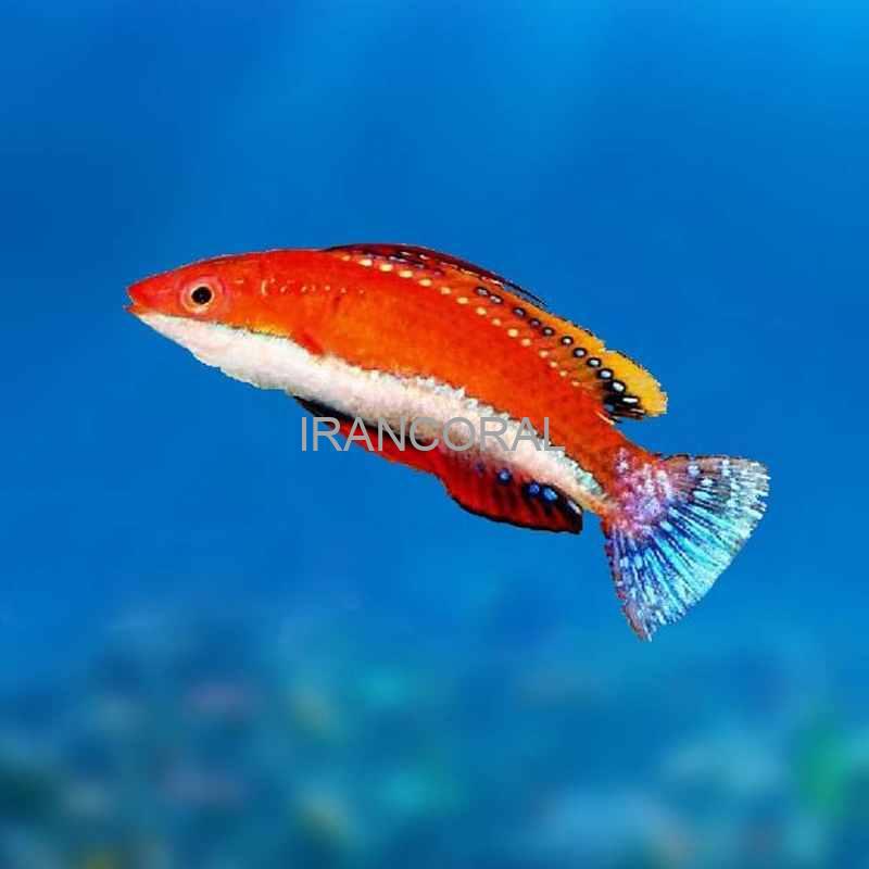 راس فرشته باله بلند Longfin Fairy Wrasse
