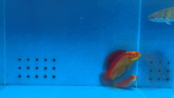 Flame Fairy Wrasse