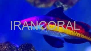 Naoko's Fairy Wrasse