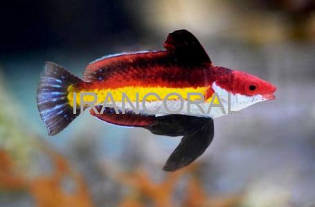 Naoko's Fairy Wrasse