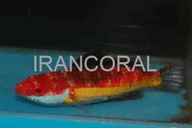 Naoko's Fairy Wrasse