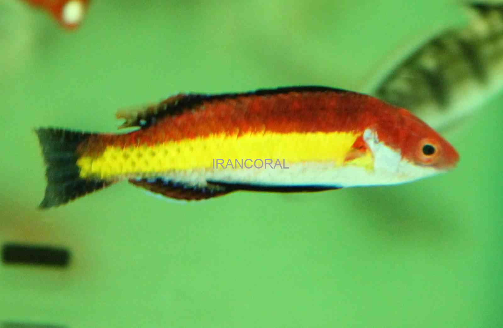 Naoko's Fairy Wrasse