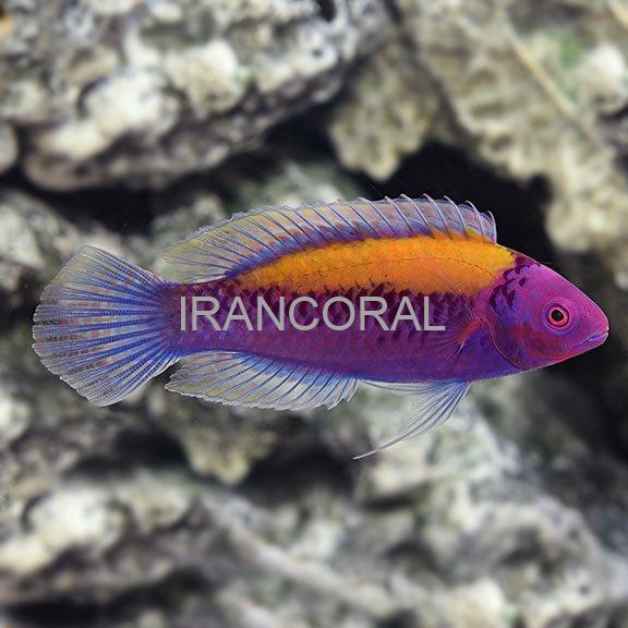 Orange-Back Fairy Wrasse