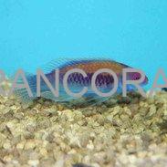 Orange-Back Fairy Wrasse