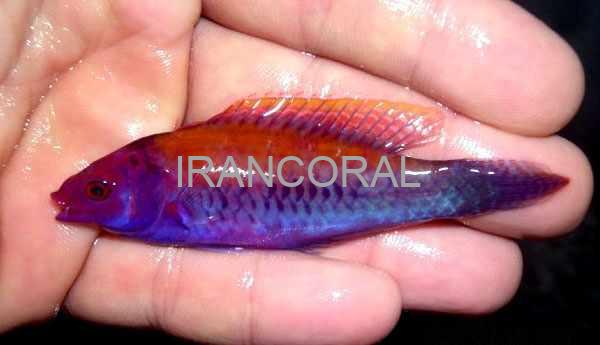 Orange-Back Fairy Wrasse