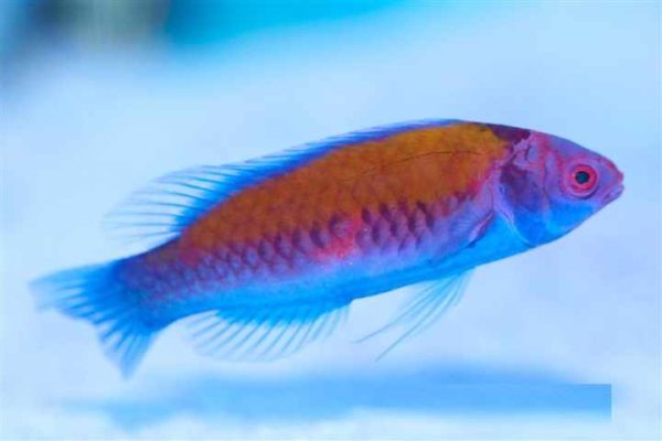 Orange-Back Fairy Wrasse