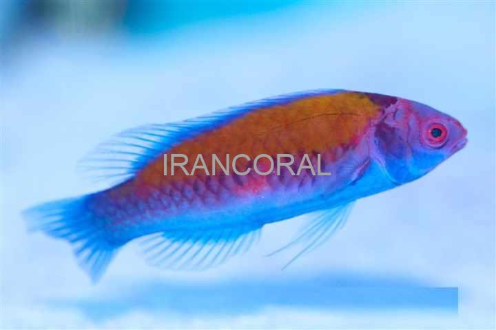 Orange-Back Fairy Wrasse