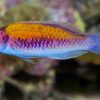 Orange-Back Fairy Wrasse