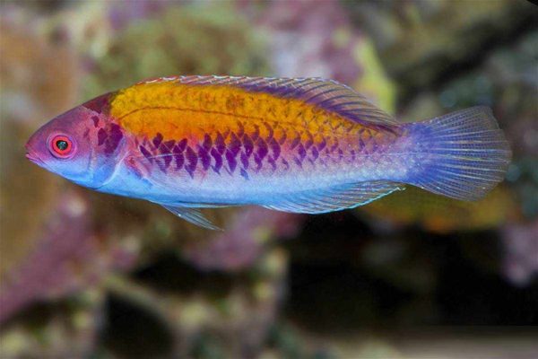 Orange-Back Fairy Wrasse