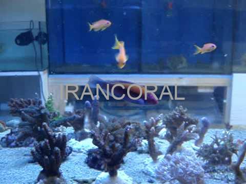 Orange-Back Fairy Wrasse