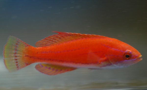 Yellowfin Flasher Wrasse