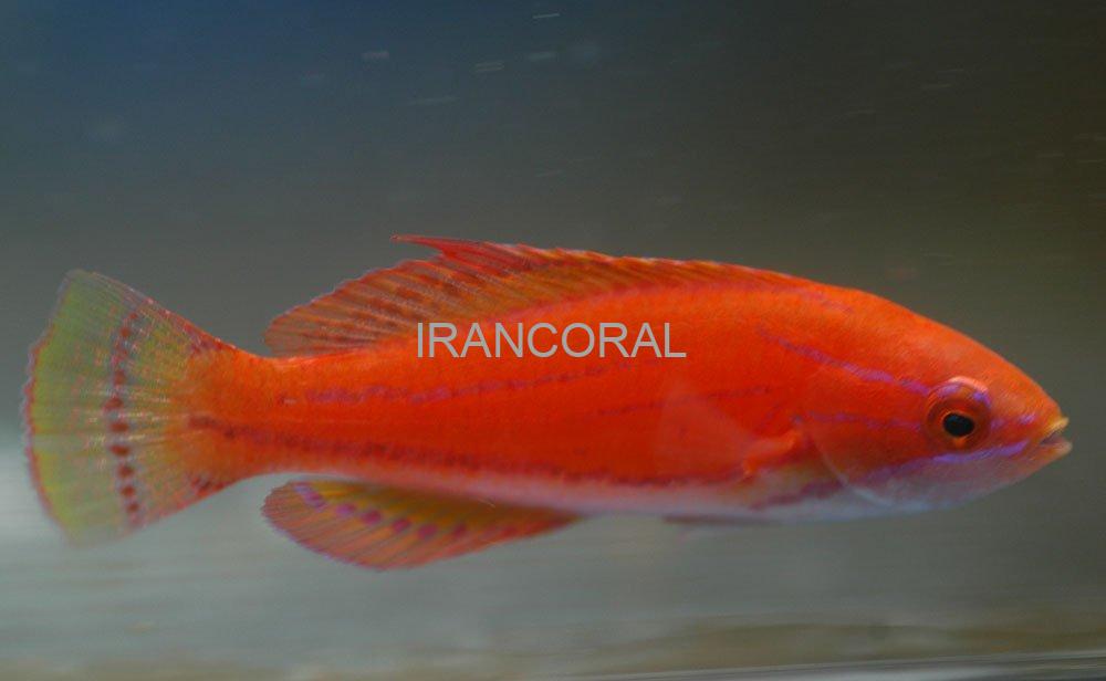 Yellowfin Flasher Wrasse