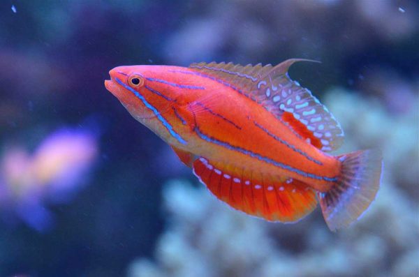 راس فلاشر مک کاسکر نر