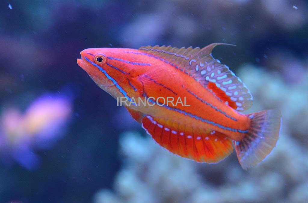 راس فلاشر مک کاسکر نر