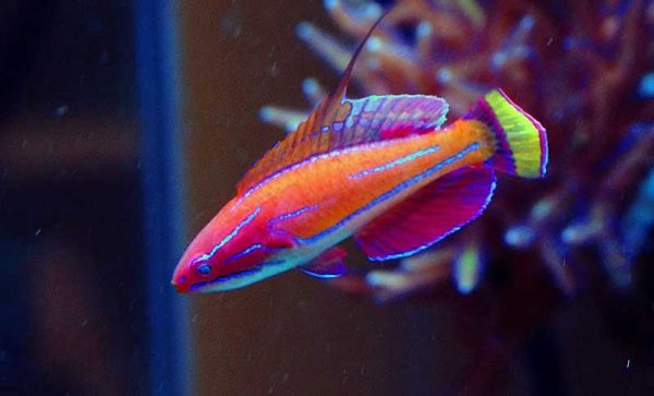 راس فلاشر مک کاسکر نر