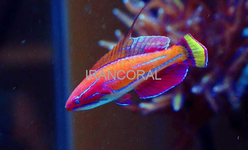 راس فلاشر مک کاسکر نر