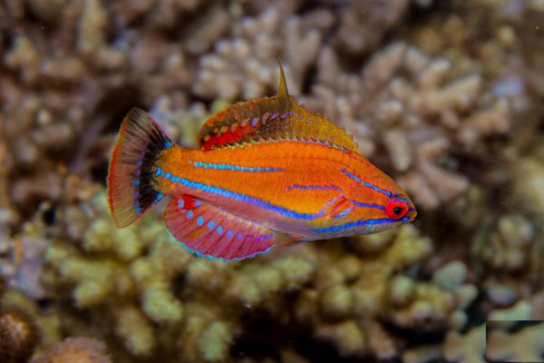 راس فلاشر مک کاسکر نر