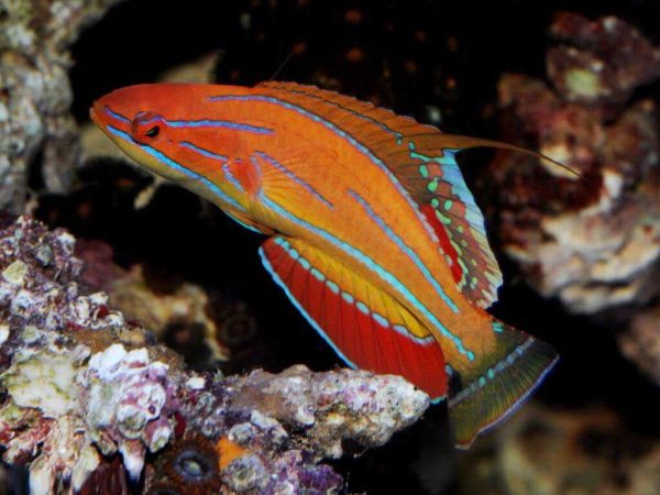 راس فلاشر مک کاسکر نر