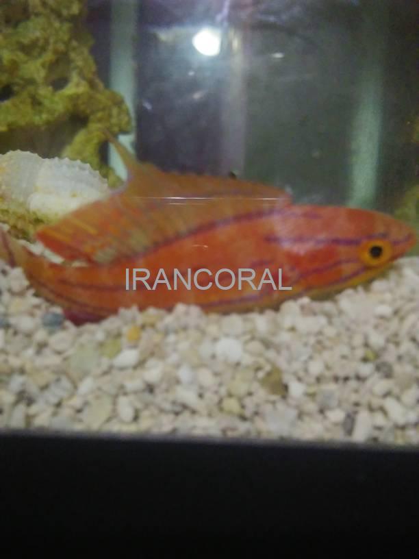 راس فلاشر مک کاسکر نر