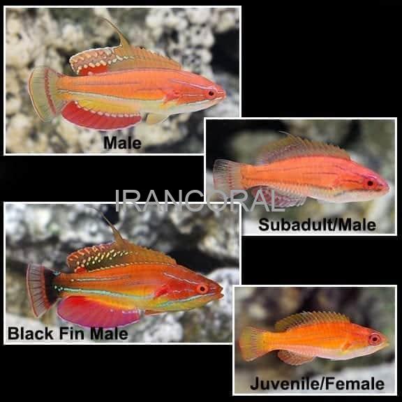 راس فلاشر مک کاسکر نر