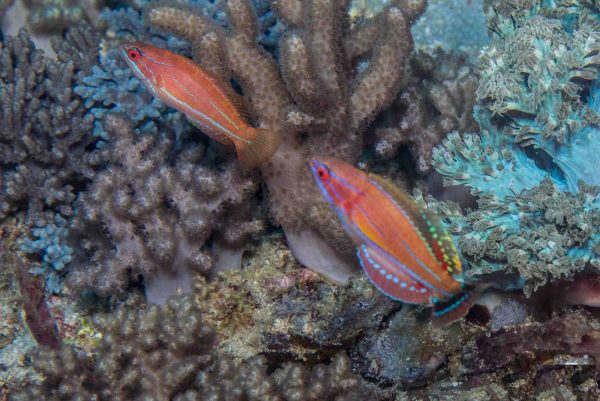 راس فلاشر مک کاسکر نر