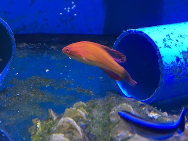 راس فلاشر مک کاسکر نر