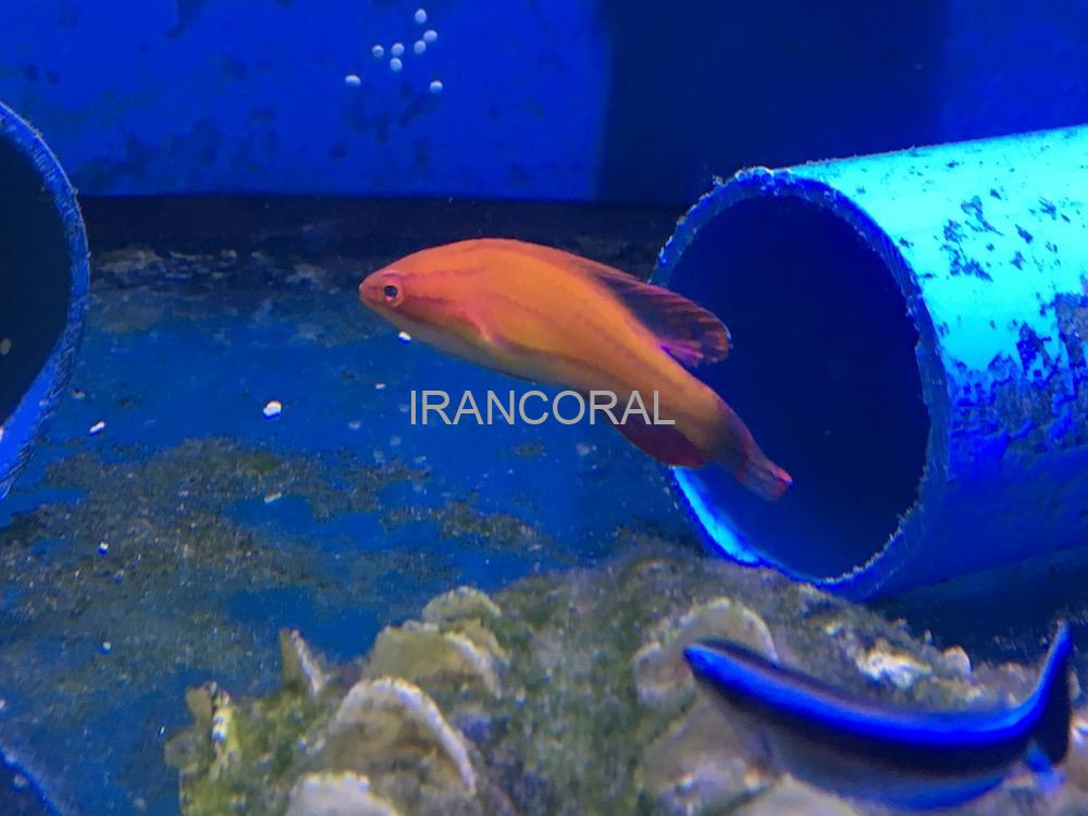 راس فلاشر مک کاسکر نر