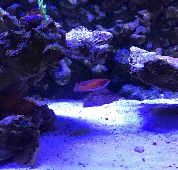 راس فلاشر مک کاسکر نر