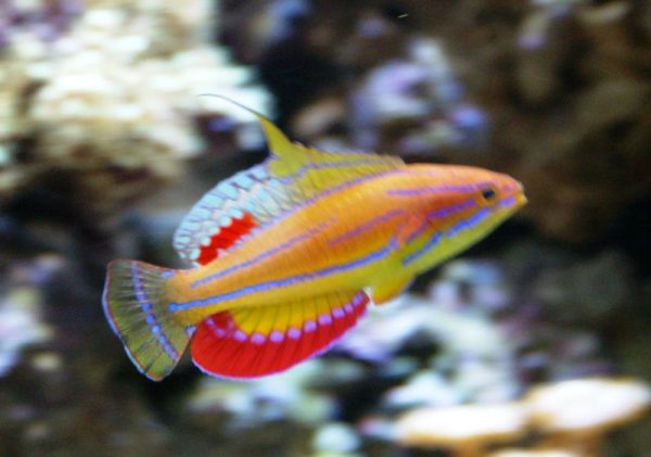 راس فلاشر مک کاسکر نر