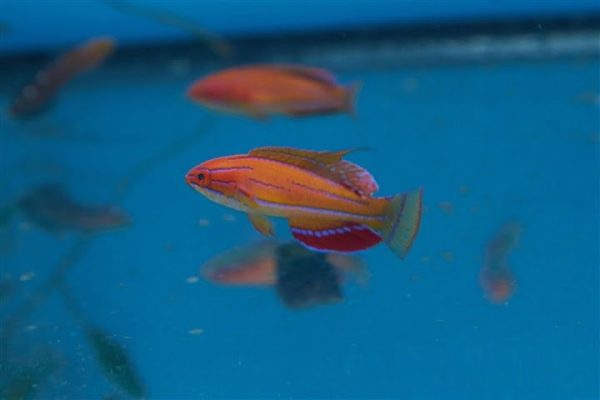 راس فلاشر مک کاسکر نر