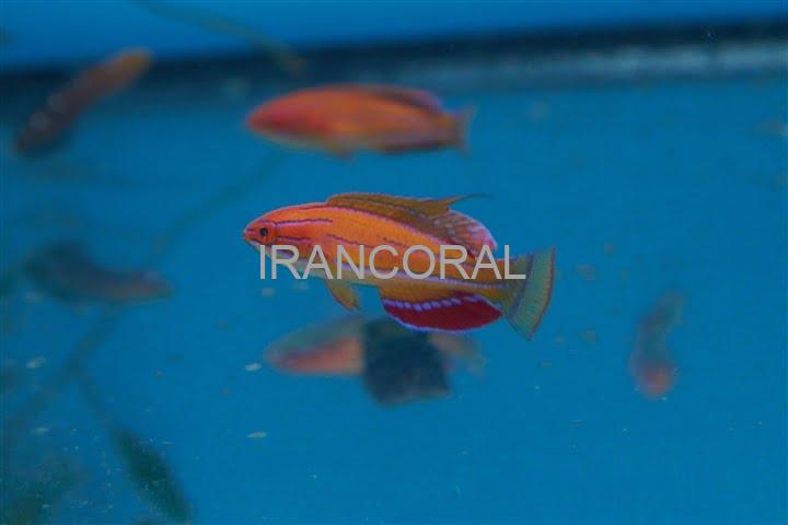 راس فلاشر مک کاسکر نر