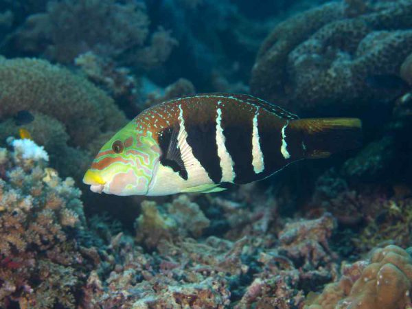 Barred Thicklip Wrasse