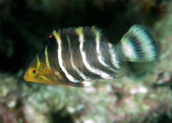 Barred Thicklip Wrasse