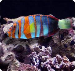 Harlequin tuskfish