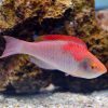 Red Finned Fairy Wrasse
