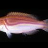 Labout's Fairy Wrasse
