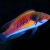 Yellow-Flanked Fairy Wrasse