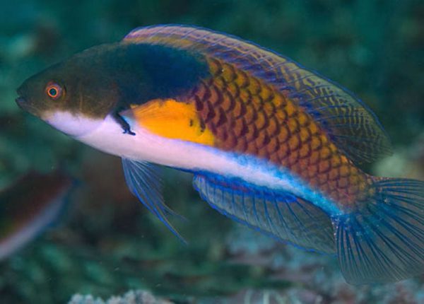 Yellow-Flanked Fairy Wrasse