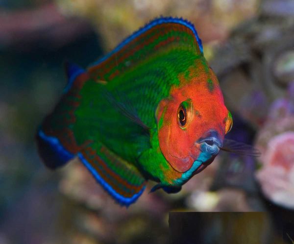 Red-Head Wrasse