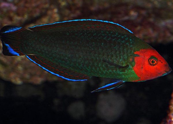 Red-Head Wrasse