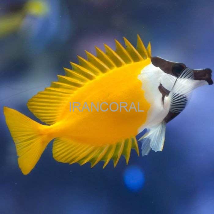 روباه ماهی زرد